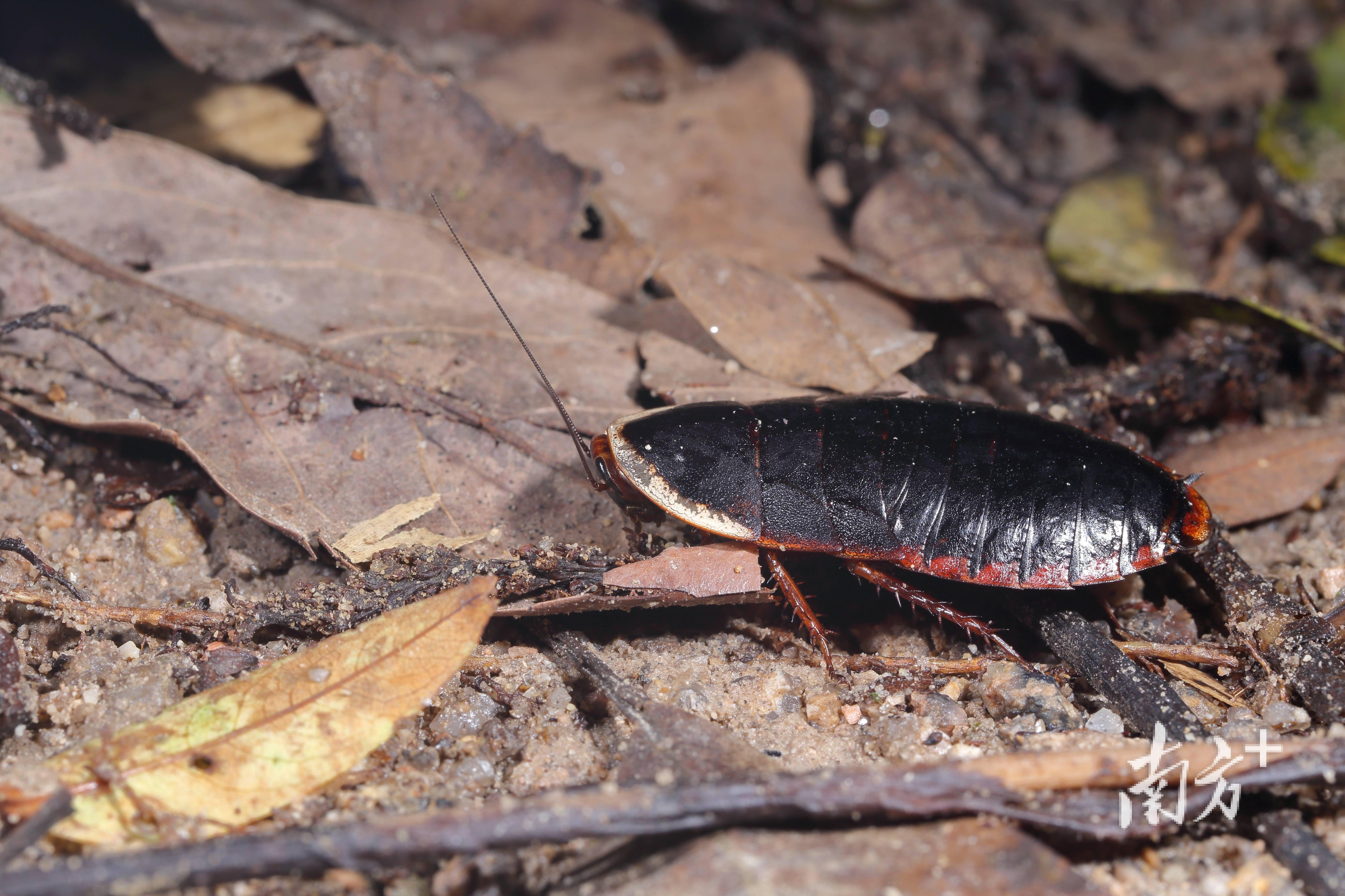 广东到底有多少种昆虫答案终于揭晓