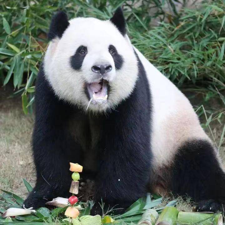 自然探秘所|走进上海野生动物园_大熊猫_康康_游客