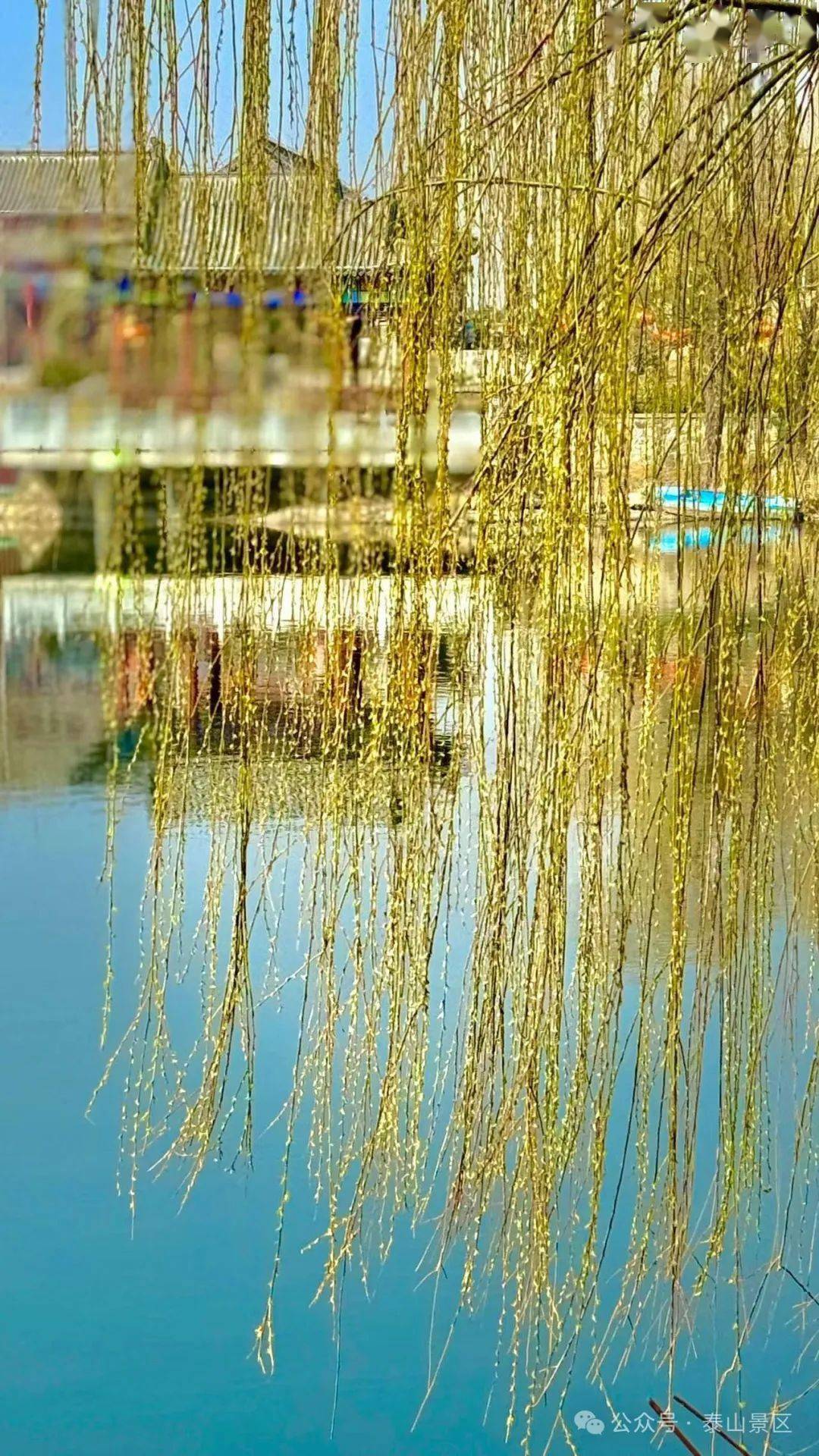 九九艳阳柳芽黄 虎山公园春意浓_柳树_泰山_版权