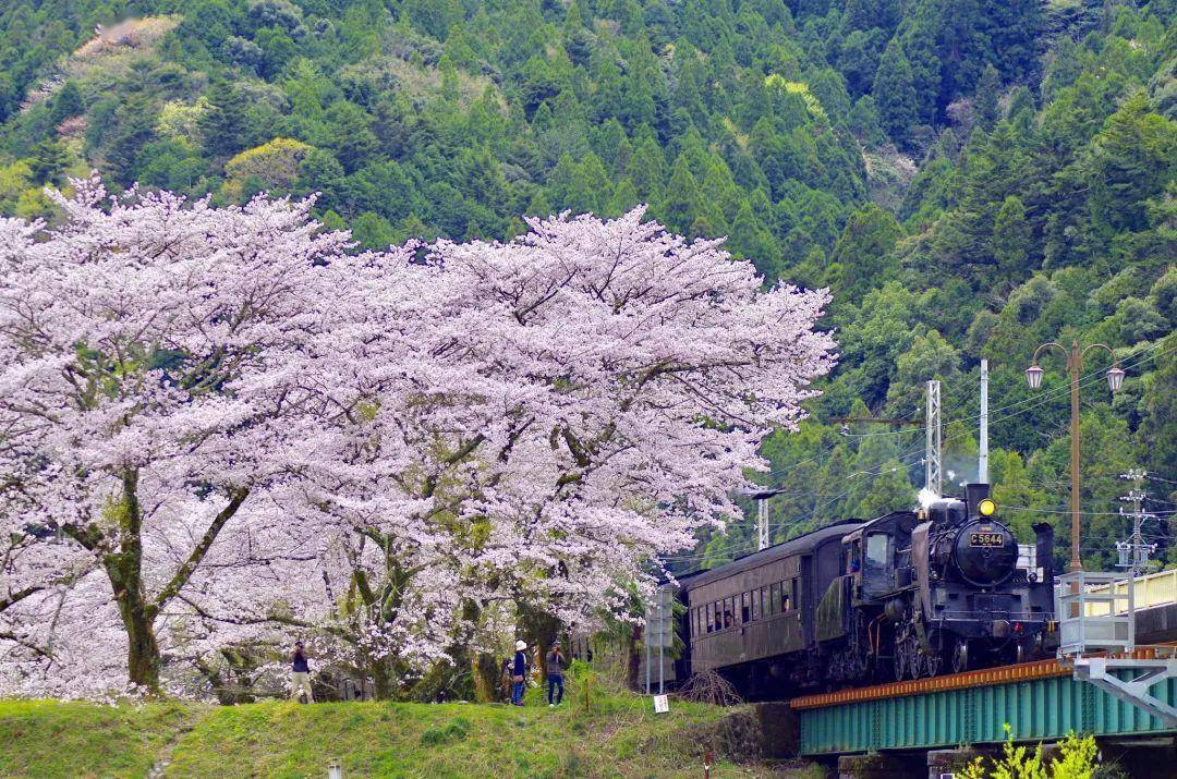 乘坐樱花小火车,去最远的地方看最美的风景～