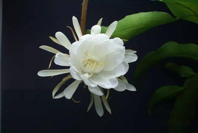 用扦插法繁殖昙花最简单,在生长季节均可实施,台长推荐是在5～6月