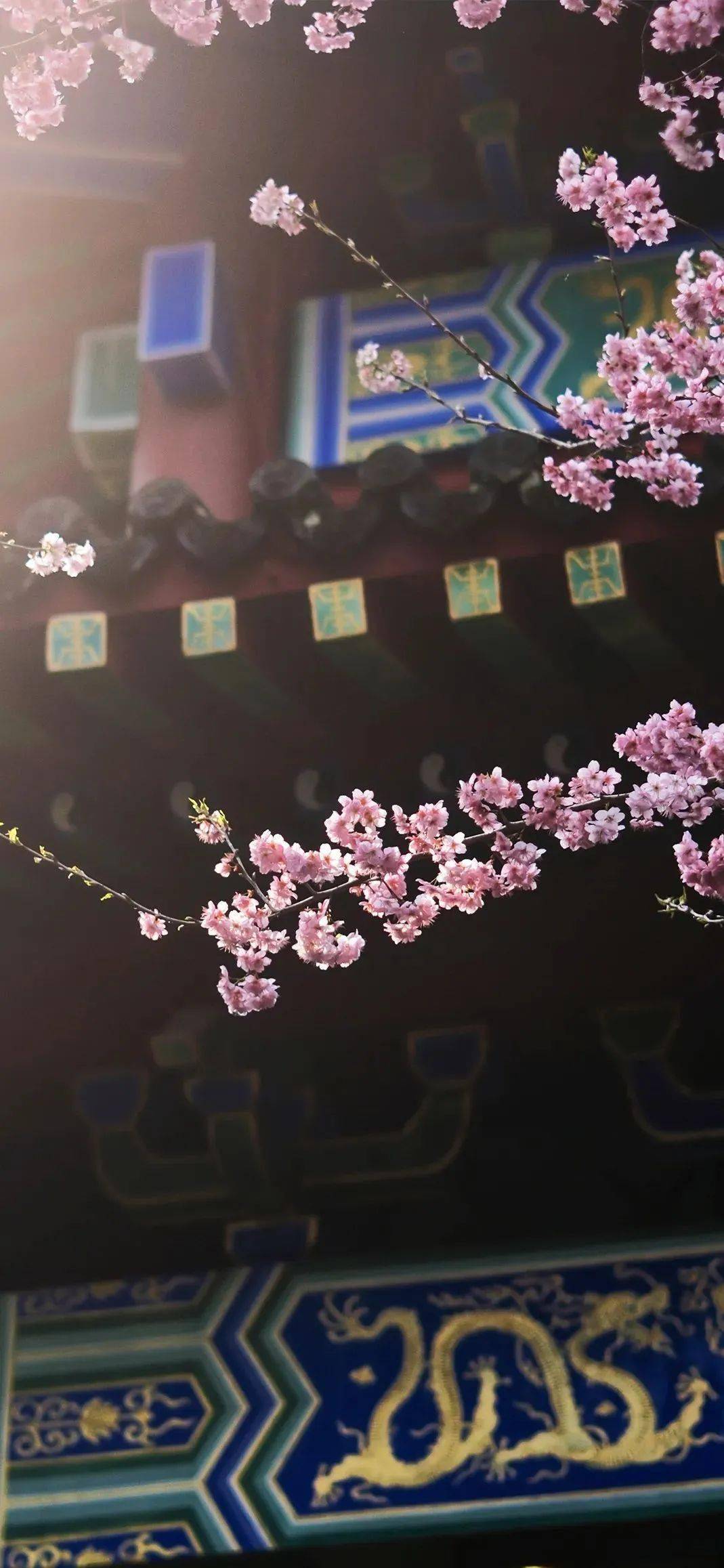 以壁纸的形式,打开江西的春天!_樱花_葛仙村_上饶