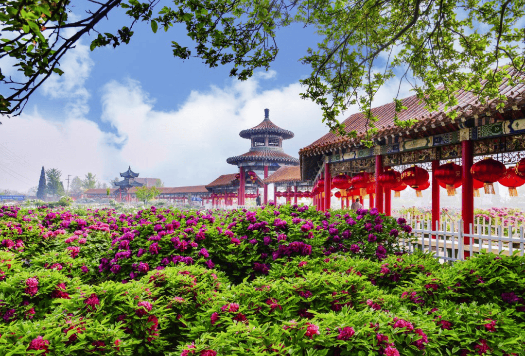 老菏泽人带你玩转各大牡丹园!_曹州_百花园_品种