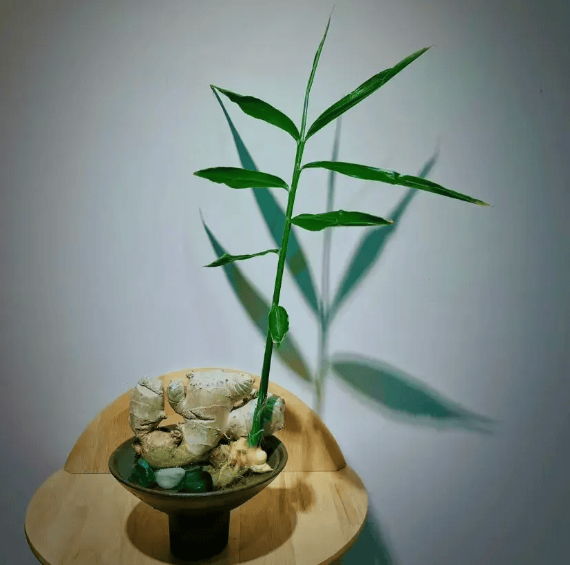 生姜_什么_生命力