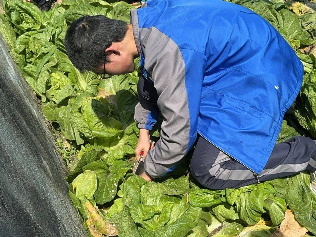 绿意盎然春意浓i校园青菜苤蓝采摘记