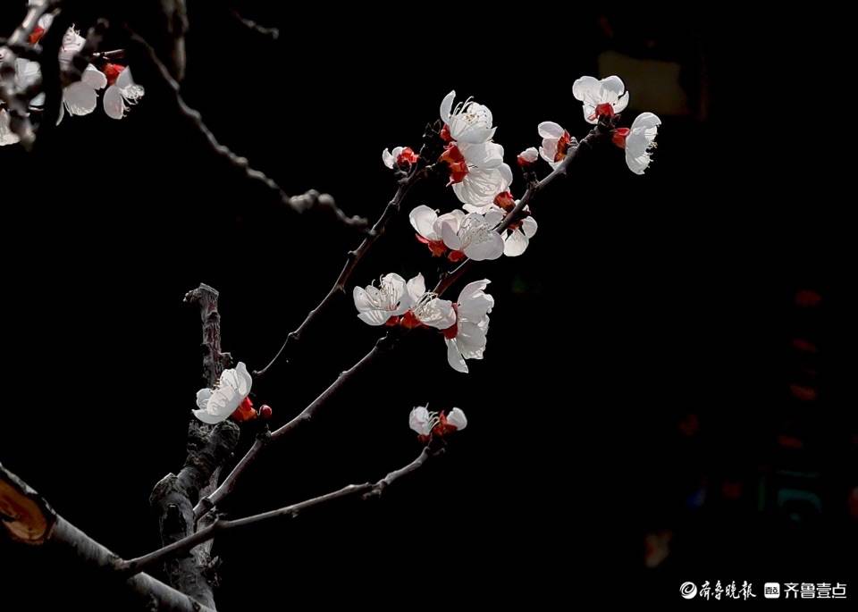 万竹园里盛开的杏花如雪似玉一片洁白