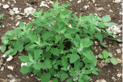 赵先生一家食用的野菜名叫石龙芮,长得很像水芹菜,含剧毒