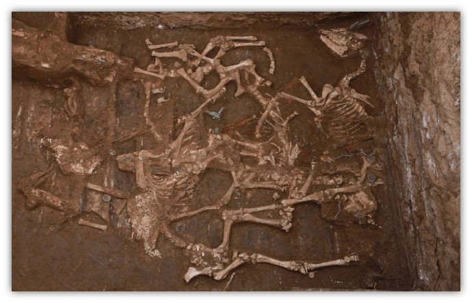 "血池遗址"的殉马-3 袁靖供图作为祭祀之用征集到血池的马匹,要集中