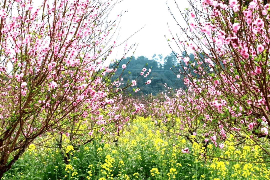 梧州泗洲岛桃花图片