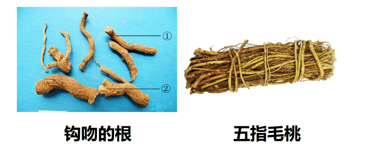 赵先生一家食用的野菜名叫石龙芮,长得很像水芹菜,含剧毒