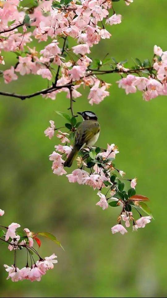 花飞二月风,朗诵:冬雪词/唐新明
