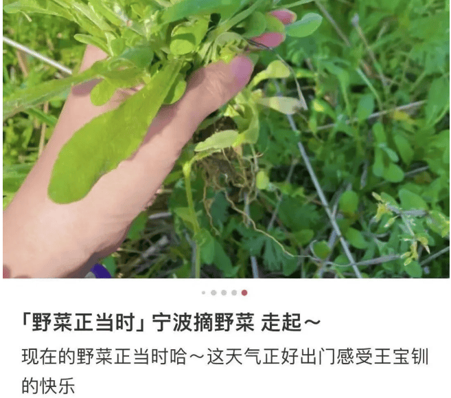 最近很多人都在挖_食用_野菜_有毒