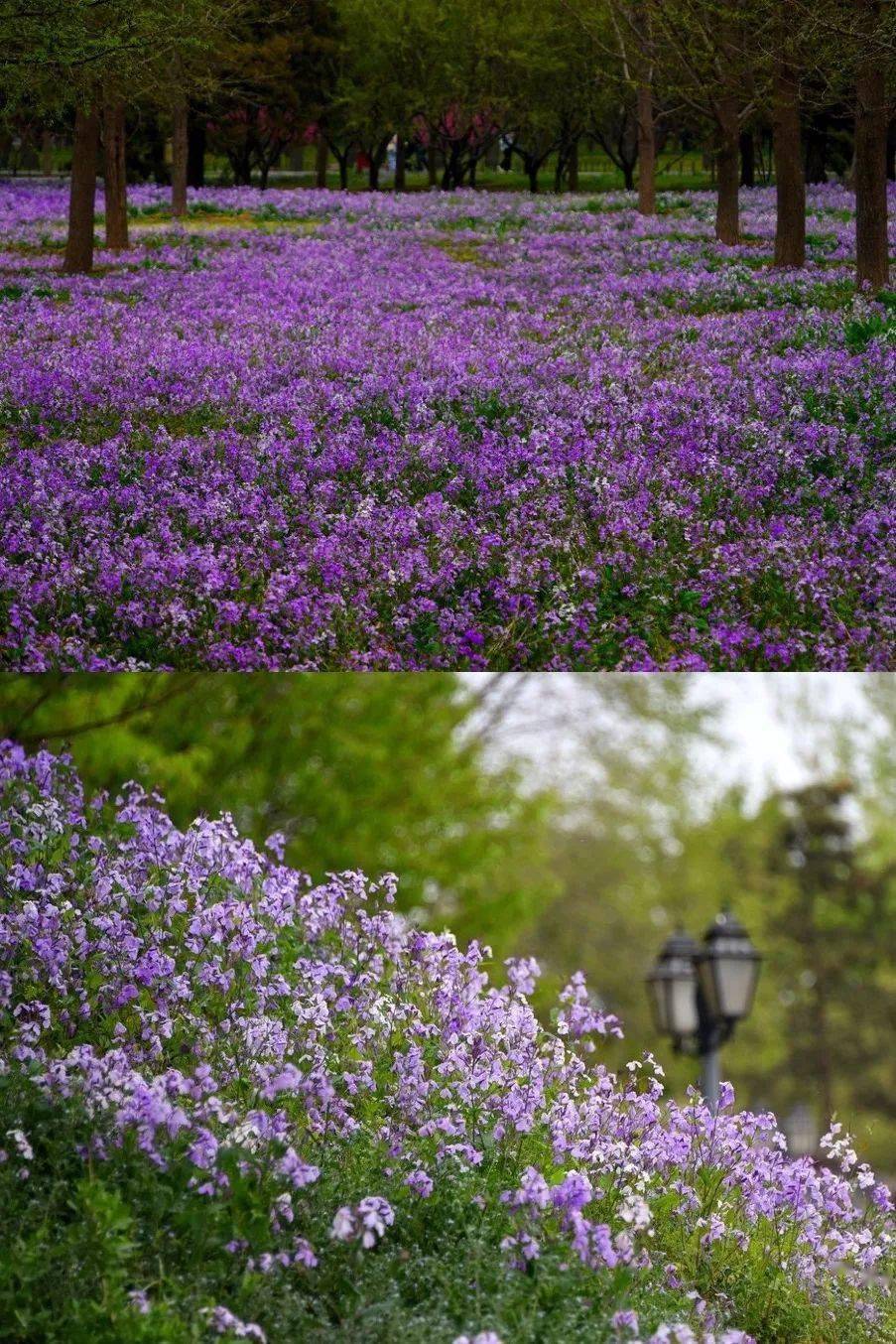 北京超全赏花攻略速来收藏