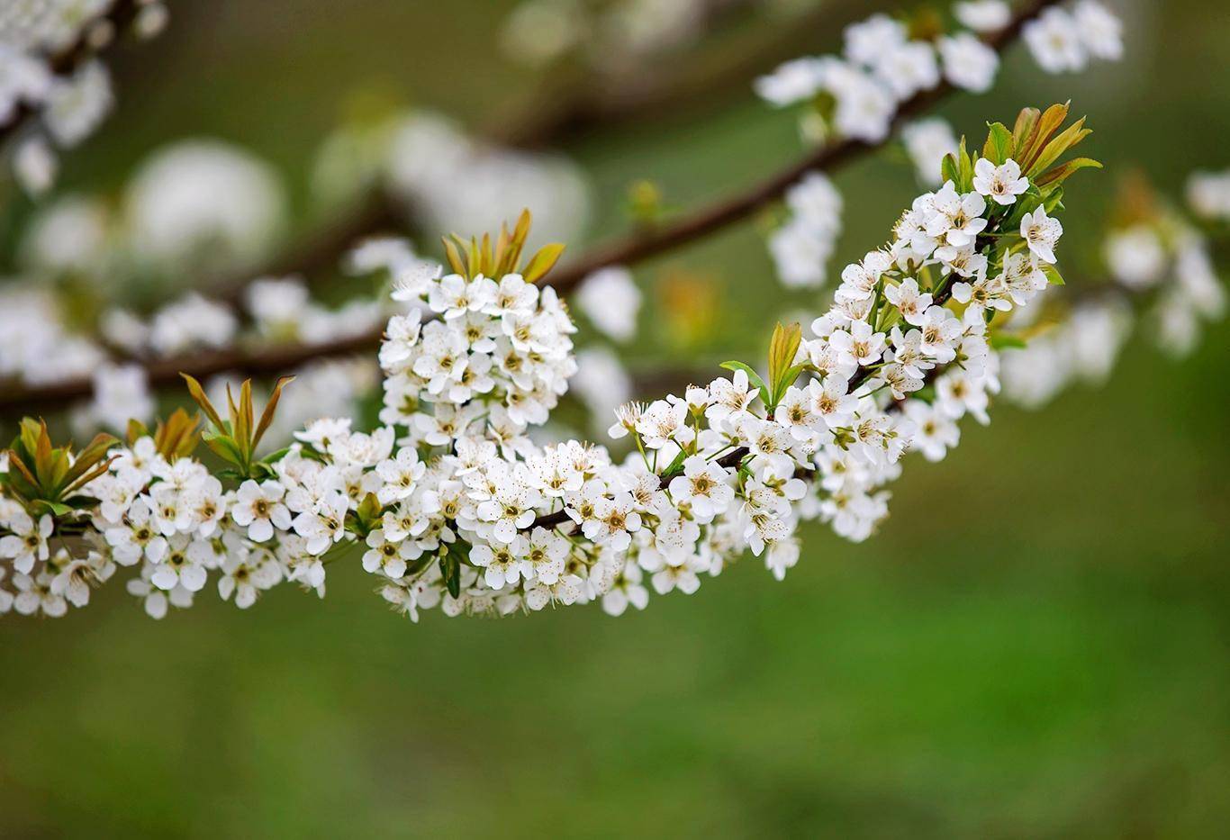 重庆忠县:百花齐放吐芬芳
