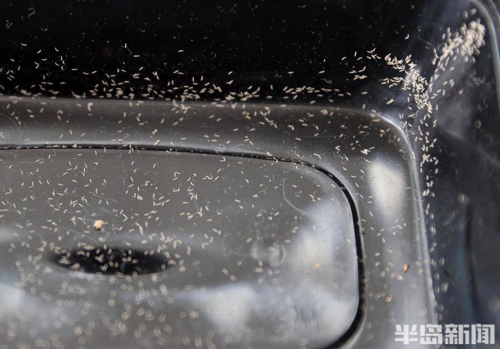 以虫治虫在青岛这里有支林业天敌战队