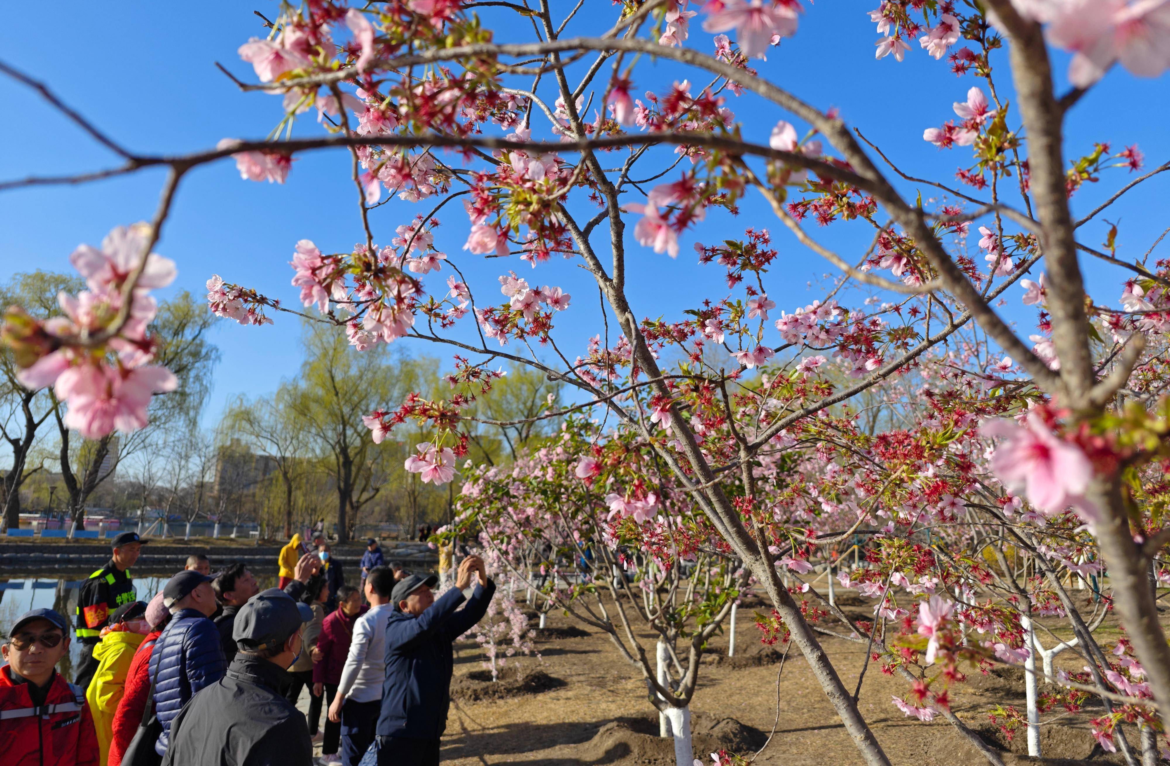 玉渊潭早樱迎来观赏期,今年能同时看中樱晚樱_樱花_游客_品种
