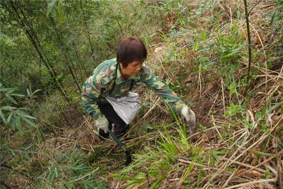 客家美食"苦笋煲",你吃过吗?现在吃正当季节._苦味_食用_功效
