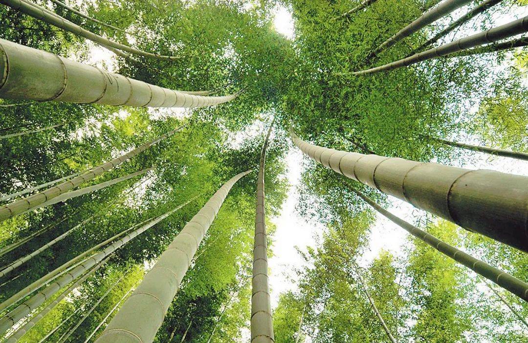 江西省抚州市地处武夷山脉东南,是"临川文化"的生成地.