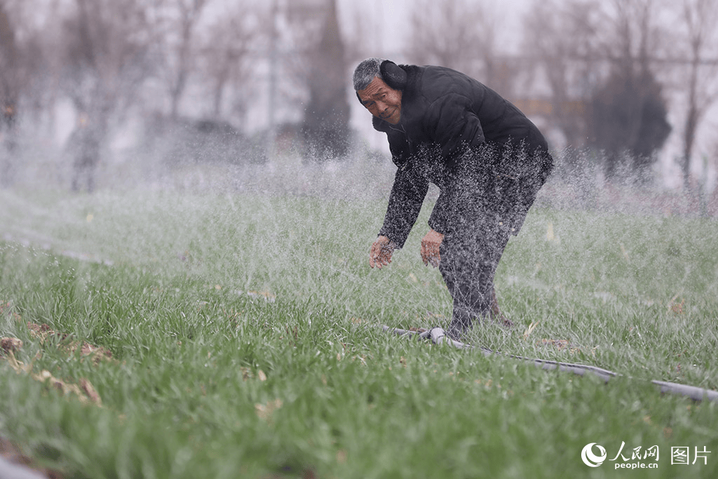 李宗宪摄3月1日,湖北省潜江市浩口镇南湾村的种植能手们在温棚里