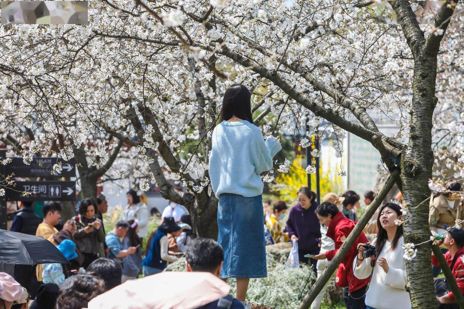 2024相约春天赏樱花暨湖北最美赏花季正式启动