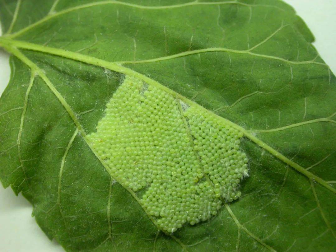 2.解草把草帘并集中销毁其中诱集的蛹,降低美国白蛾越冬基数.