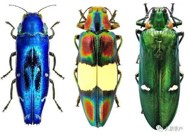 每日物种故事吉丁彩虹之眼就是我