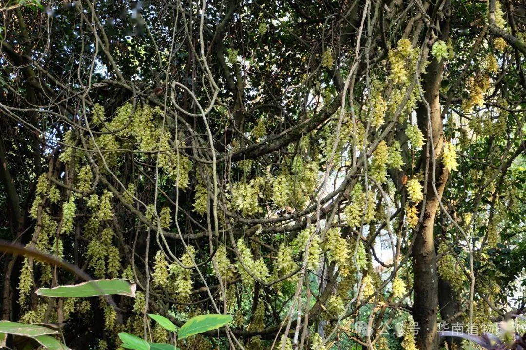 蕨类·阴生植物区的粉红色禾雀花(大果油麻藤)▲蕨类·阴生植物区的