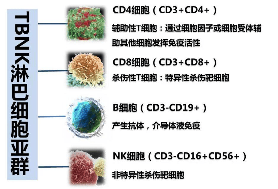 tbnk中t——cd4 t细胞,cd8 t细胞,b——b淋巴细胞,nk——自然