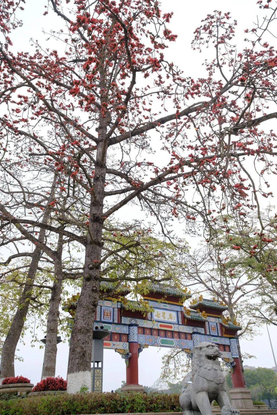 以上两图 西江一号 摄七星岩牌坊的木棉花在这个春天里,开满枝头在