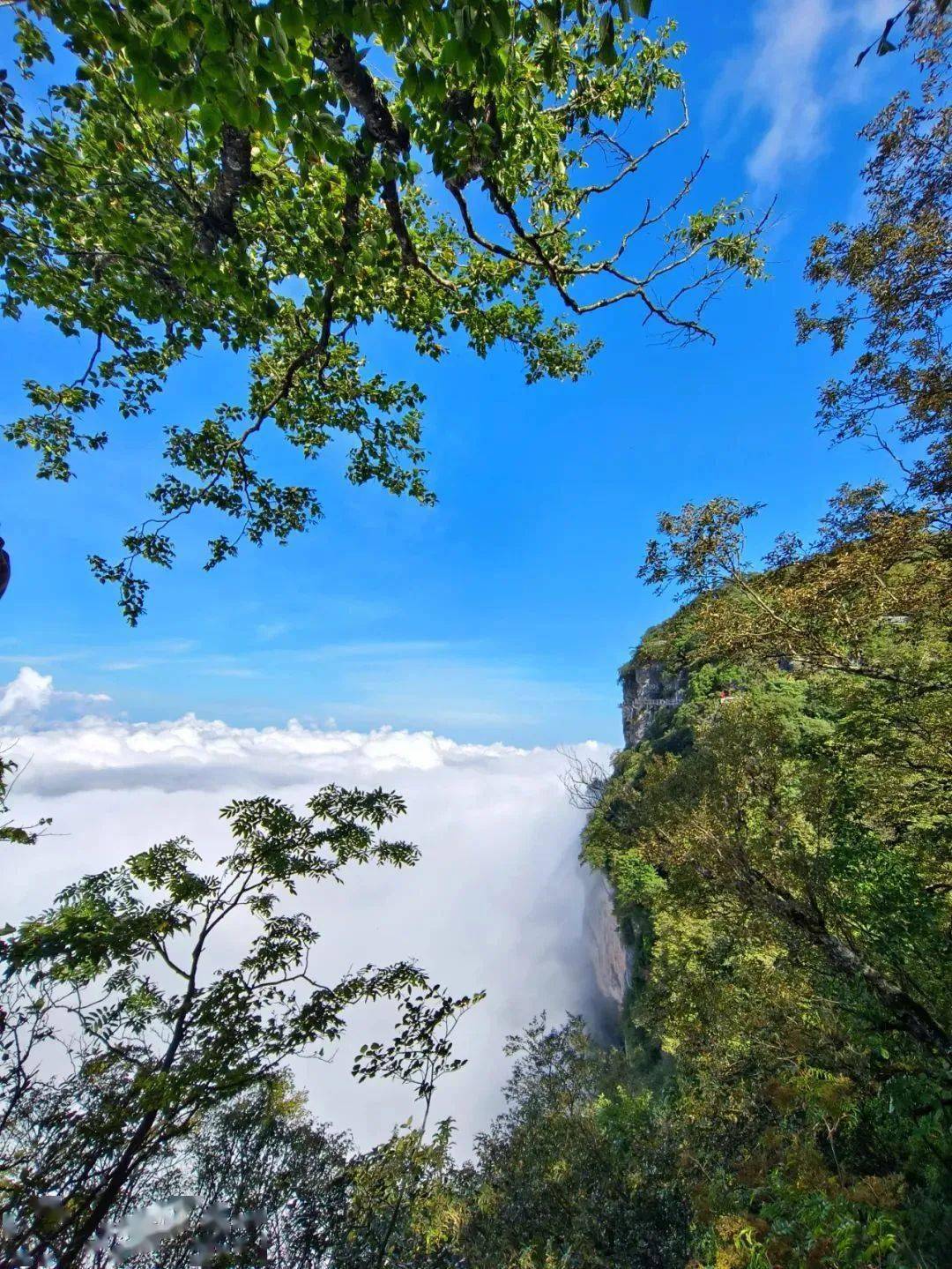 今日春分 | 来龙头山"云里"探春吧!_云海_景区_旅游