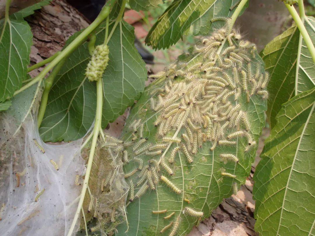 白蜡美国白蛾危害状-柳树美国白蛾危害状-黄栌美国白蛾危害状美拱白