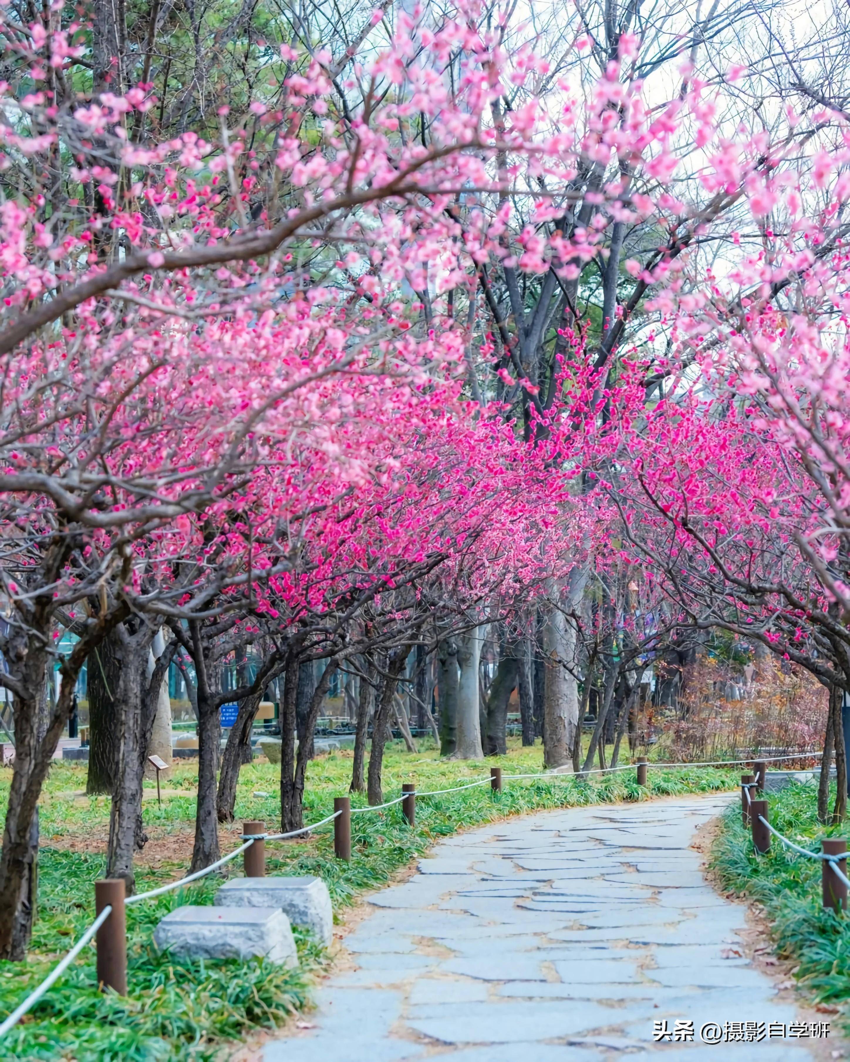 春天景象大自然图片