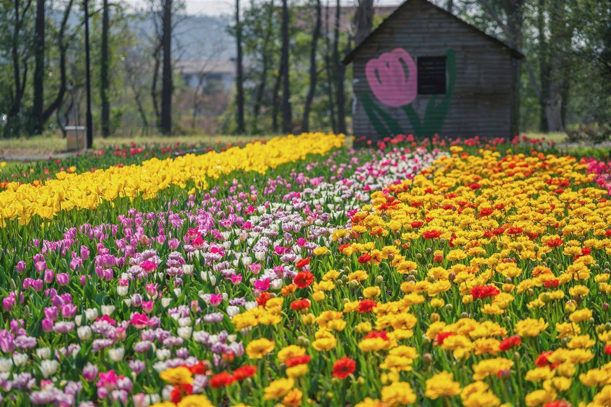 40多种花色武汉植物园60万株郁金香等春花陪你玩转春天