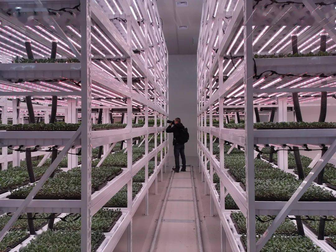 苍南新增一座育苗植物工厂