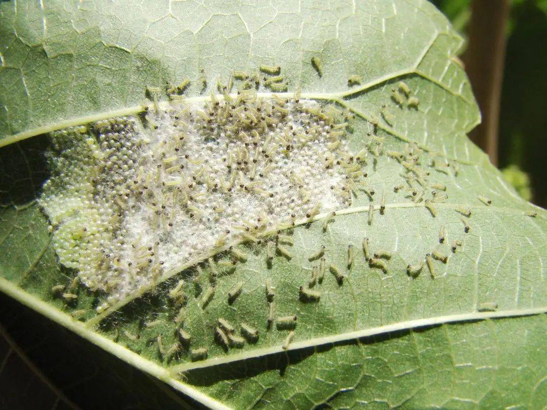 美国白蛾卵块美国白蛾成虫3.