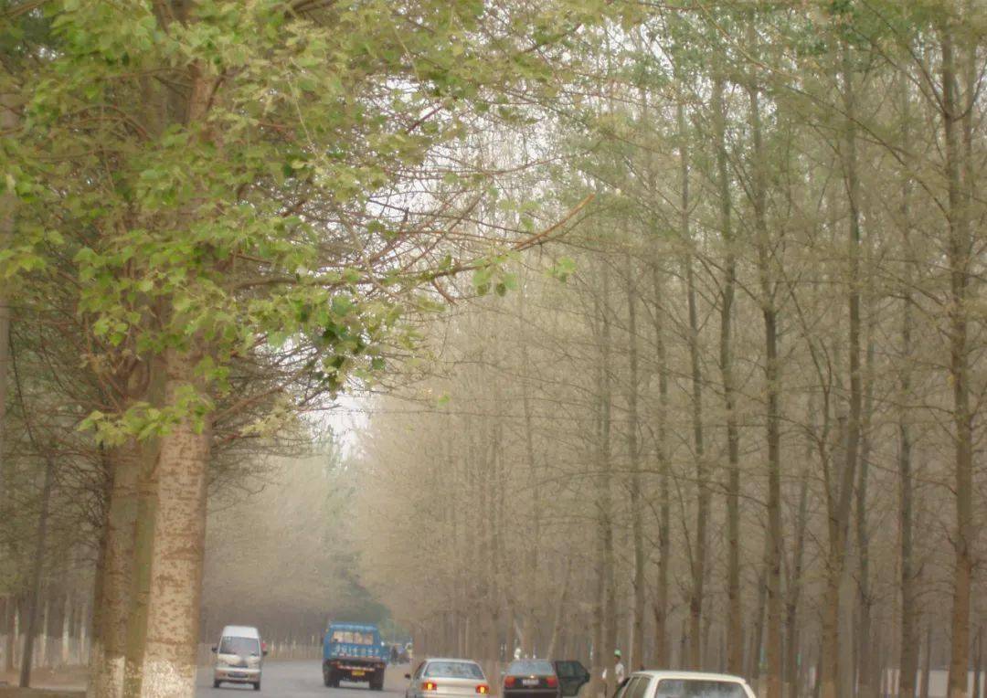 北京地区3月主要林木有害生物监测防治历