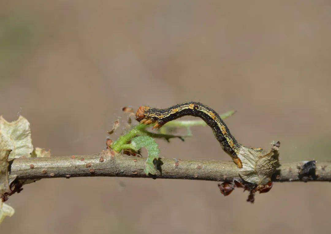 北京地区3月主要林木有害生物监测防治历