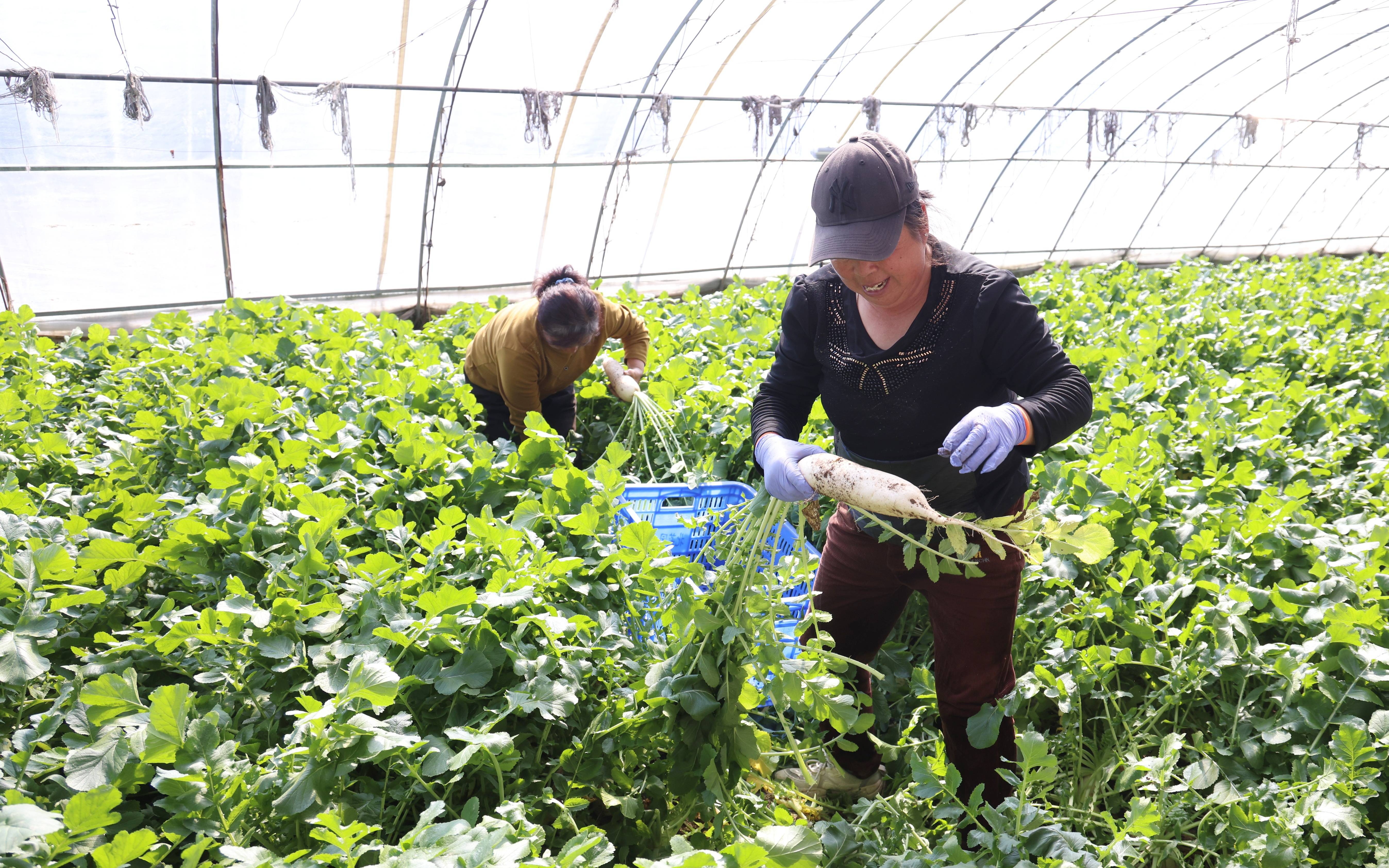 探访延庆春耕大棚蔬菜批量成熟农户采收忙