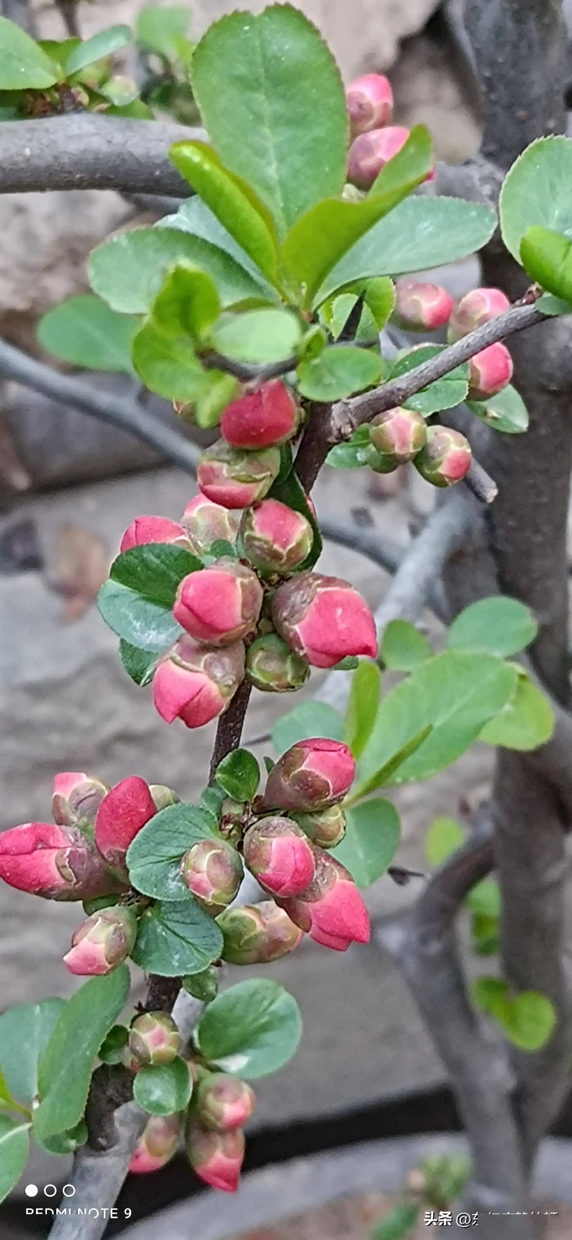 唐美林海棠花期图片