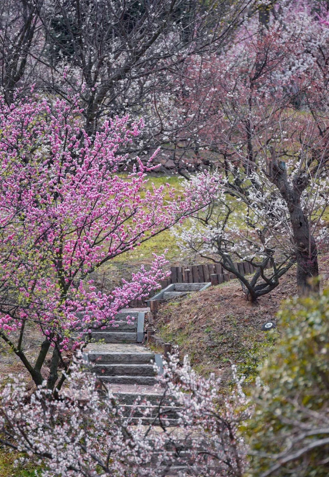 梅花图片大自然风景图图片