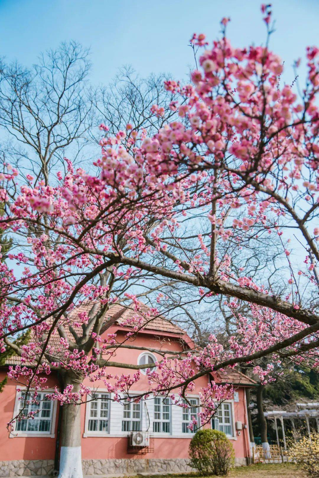 超20000株青岛梅花节来了