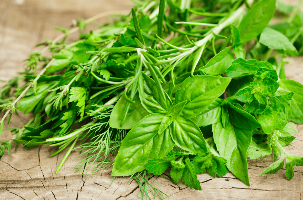 赵先生一家食用的野菜名叫石龙芮,长得很像水芹菜,含剧毒