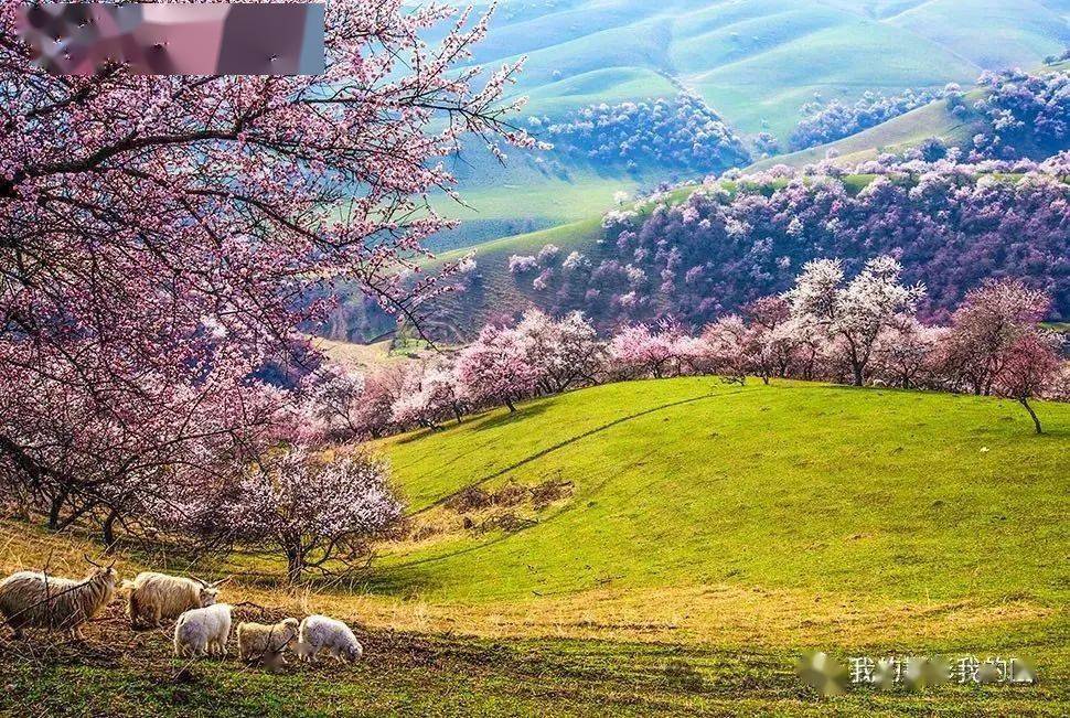 杏花_赛里木湖_那拉提草原