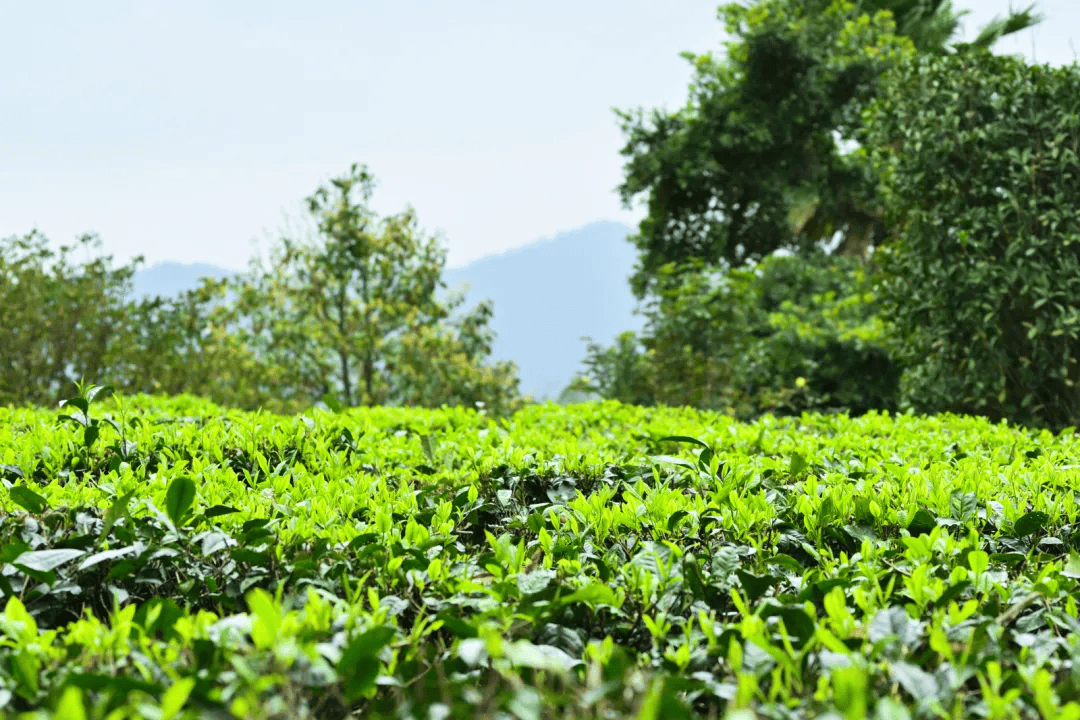 聚焦百千万工程新兴象窝山春茶抢鲜开采