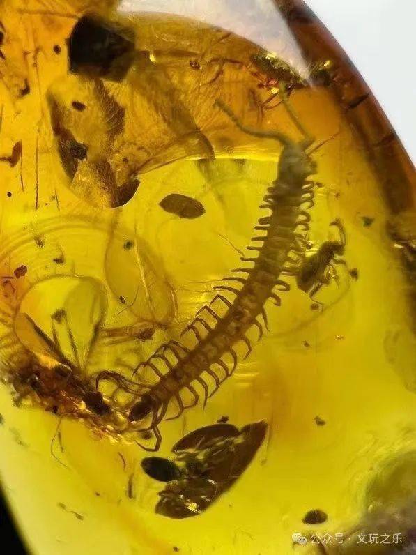 高价买三个虫珀很多网友都说是假的还拿于谦的长颈鹿对比