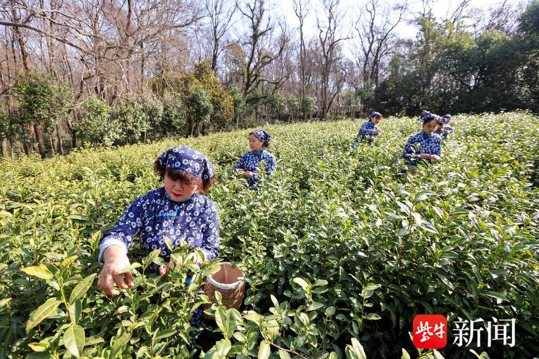 中山雨花茶图片