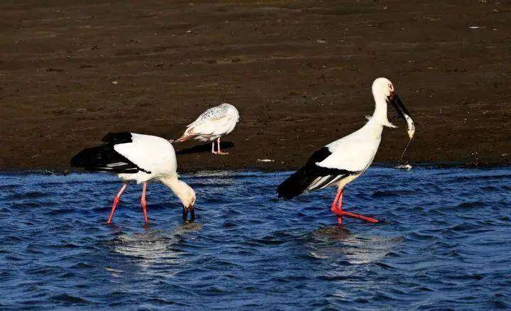 保护区,成群结队的东方白鹳,黑脸琵鹭,斑头鸭,鸬鹚,秋沙鸭等各类候鸟
