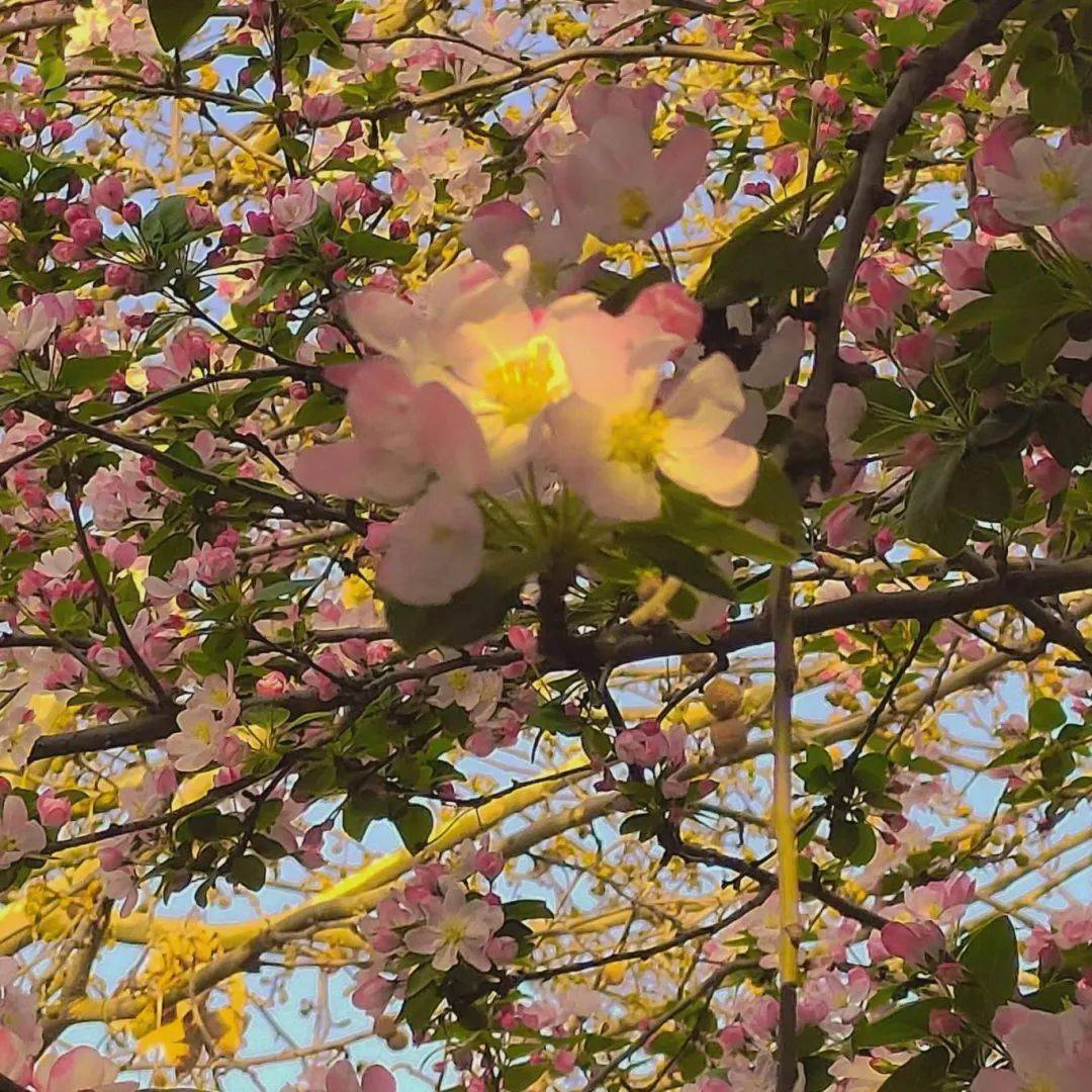 平顶山学院黄淮学院郑州工程技术学院新乡学院信阳农林学院郑州西亚斯