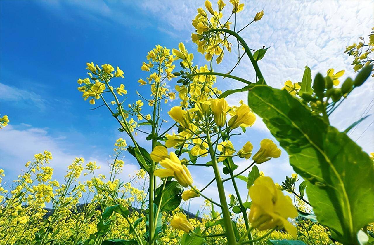 最美油菜花风景图片图片