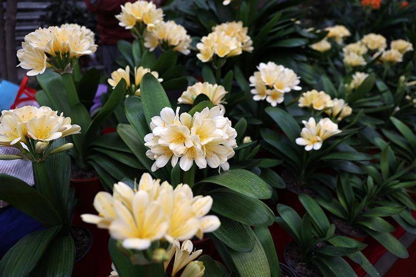 第十八届中国长春君子兰节开幕